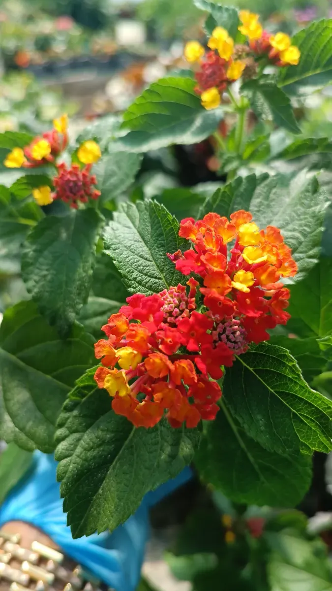 Lantana - 1