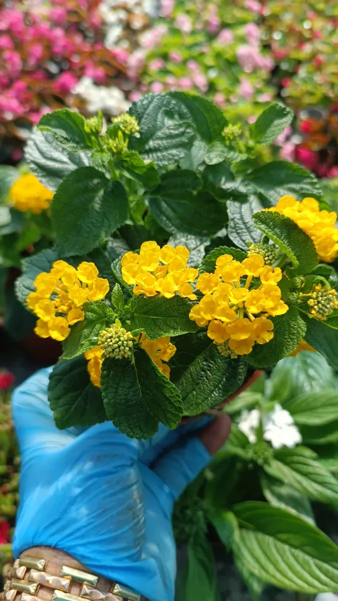Lantana - 0