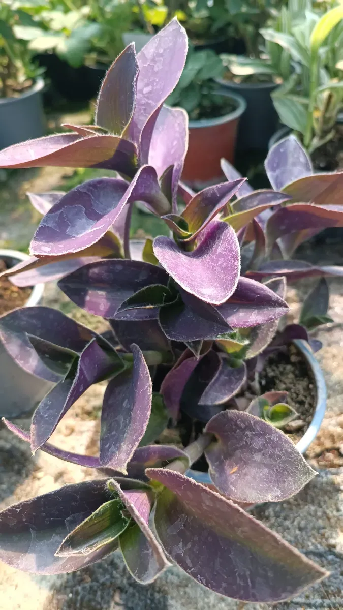 Trandescantiea diferite soiuri - 0
