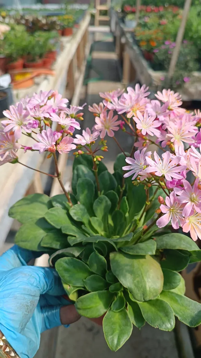 Lewisiea cu mulți pui - 1