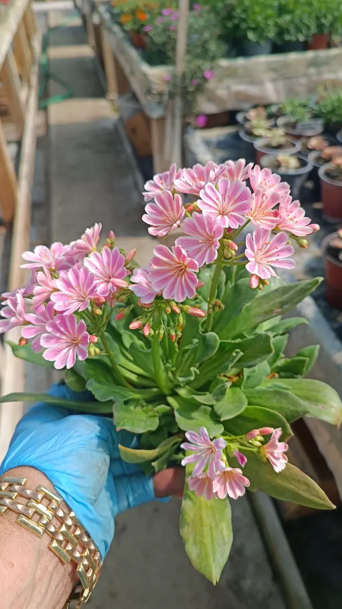 Lewisiea cu mulți pui - 0