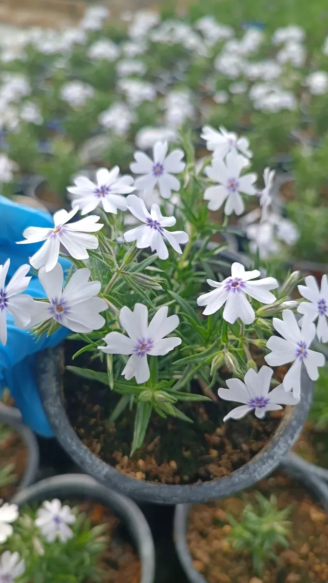 Phlox subulata - 0