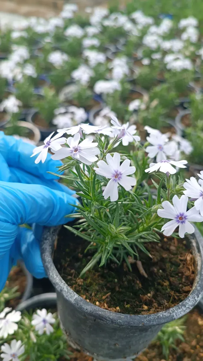 Phlox subulata - 1