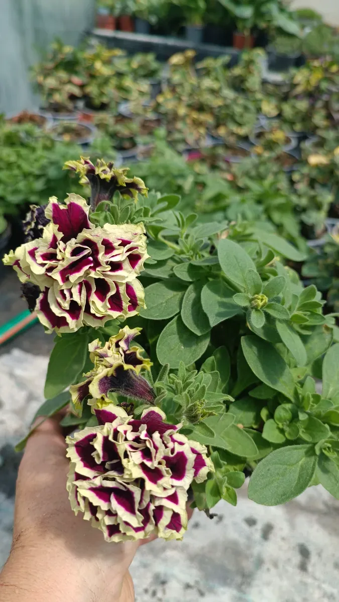 Pietonii cu flori Duble - 0
