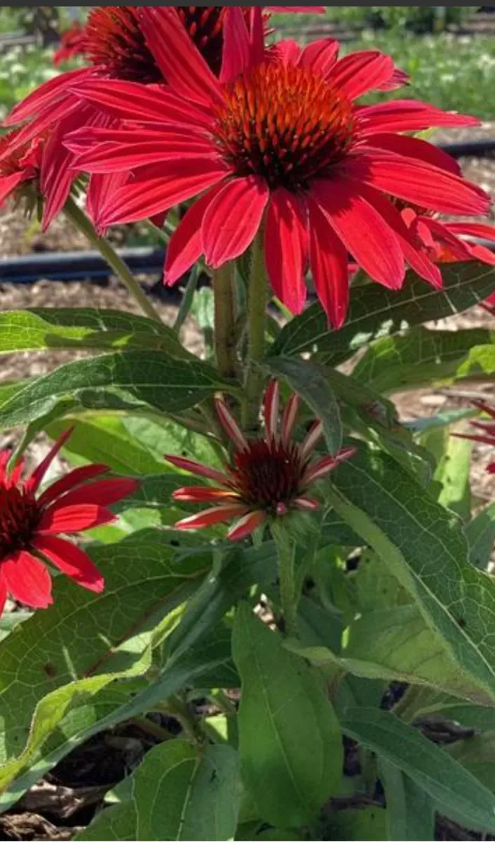 Echinacea - 0