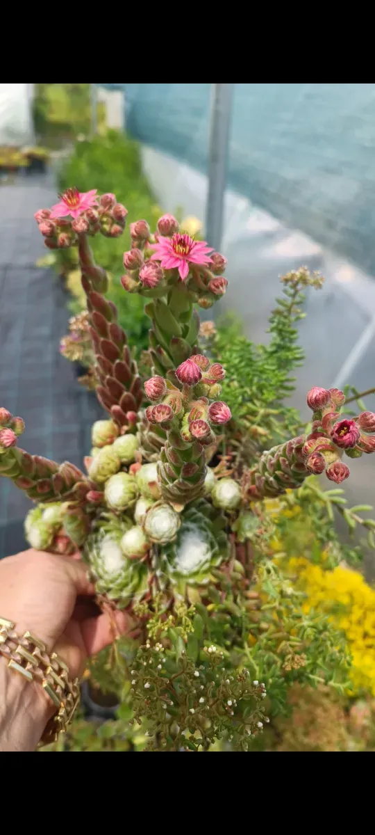 Sempervivum - 0