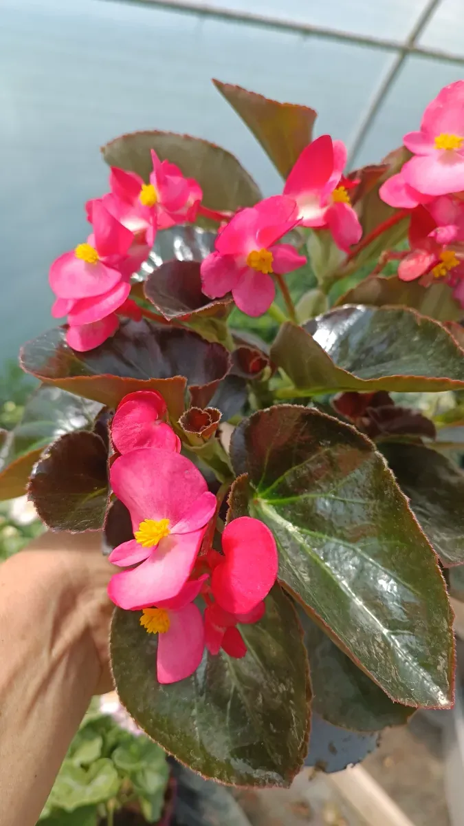 Begonia dragom - 1