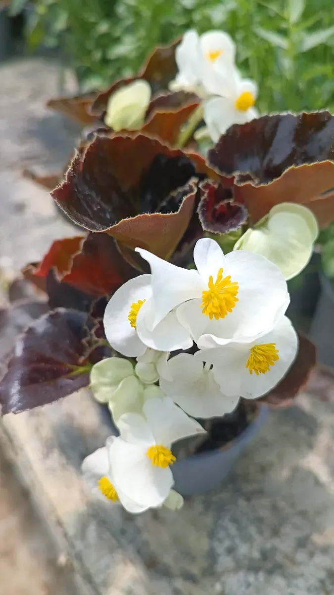 Begonia dragom - 0