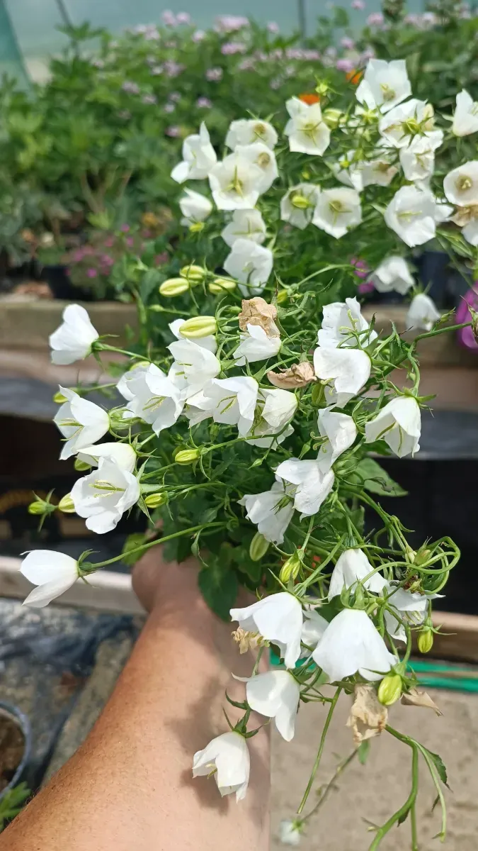 Campanulă clopoței - 0