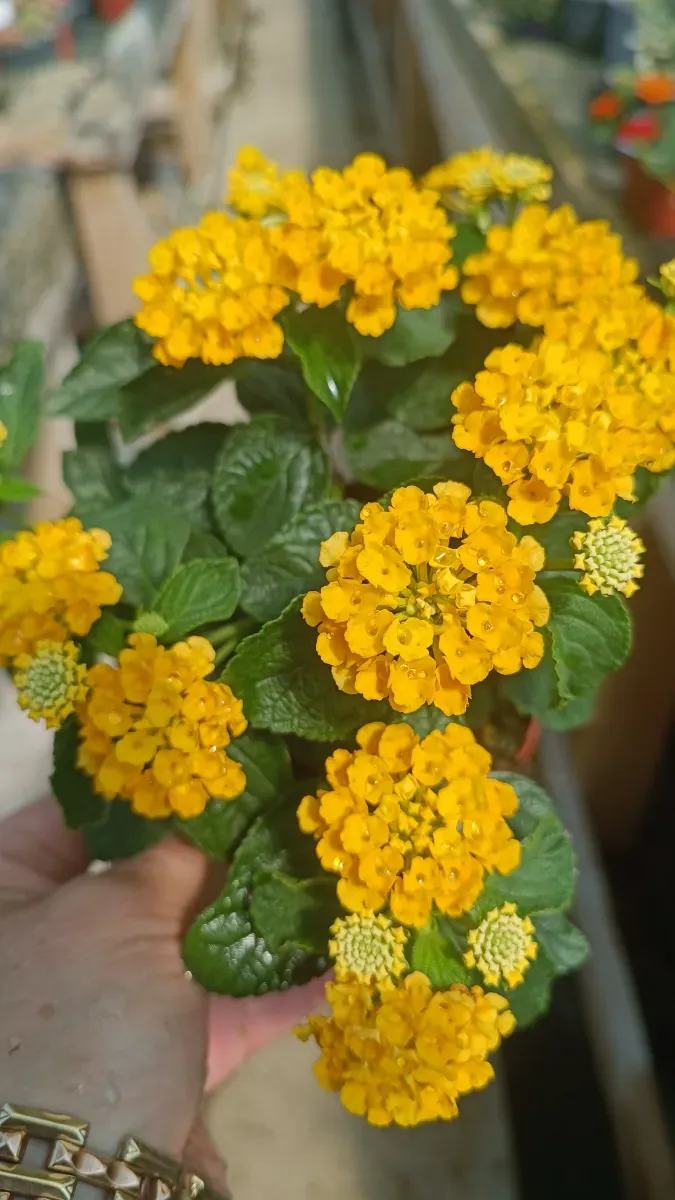 Lantana - 0
