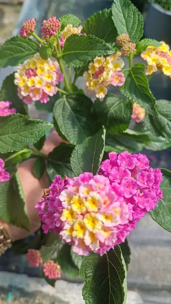 Lantana - 1