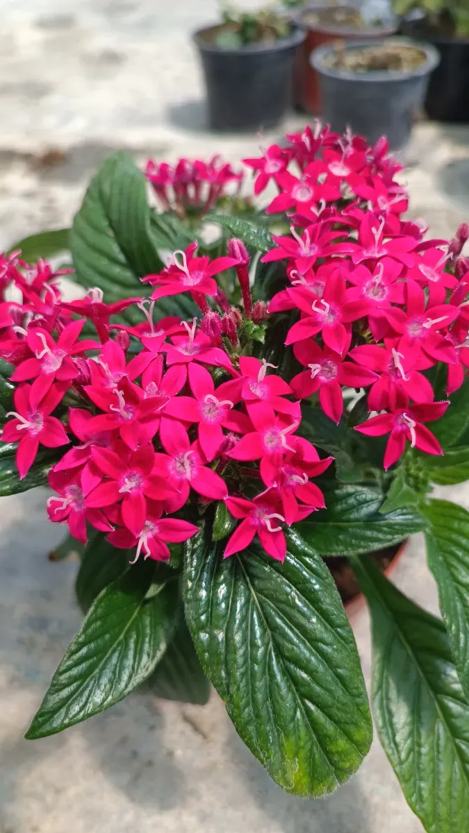 Pentas de interior vara afară - 0