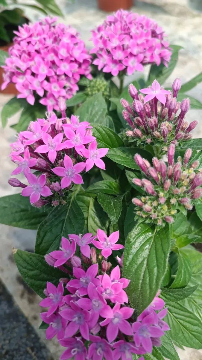 Pentas de interior vara afară - 1