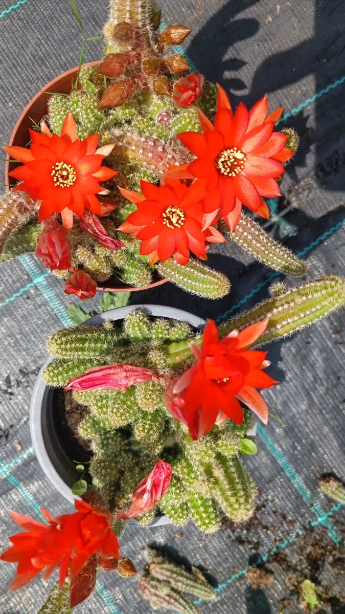 Cactuși - 0