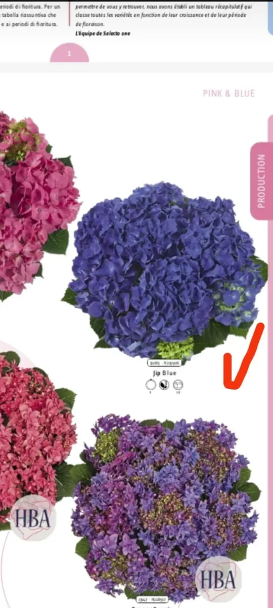 Pachet de butași cu rădăcină plantați de Hortensii macrofila 6 Culori diferite  - 1