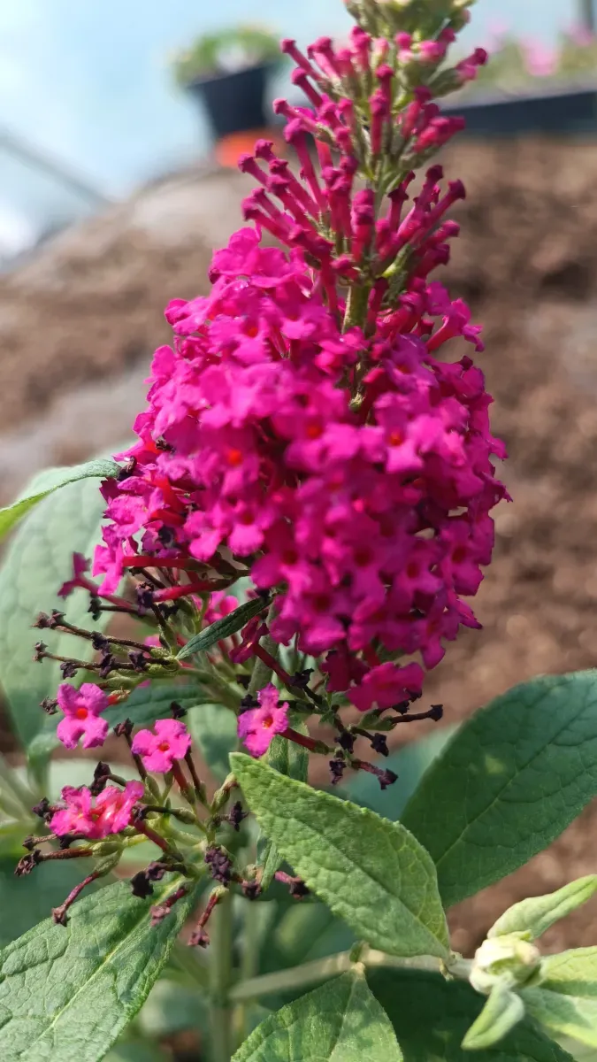 Liliac Pitic roșu  - 1