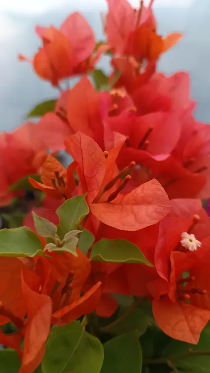 Baugavilliea portocaliu  - 1