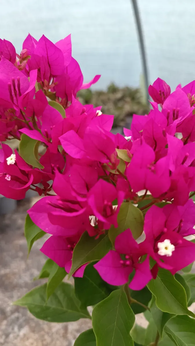 Baugavilliea fuchsia  - 1