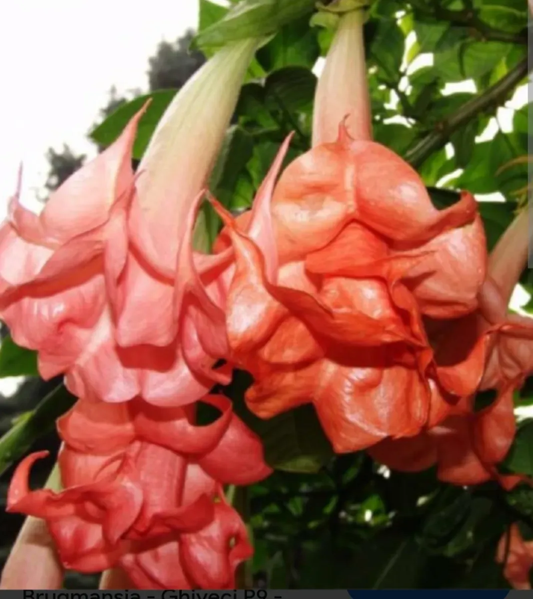 Brugmansia 3 Culori diferite 140 cu transport Cu tot  - 1